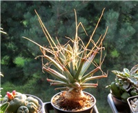 2af3af87-Leuchtenbergia principis.JPG